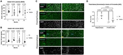 Modeling Alzheimer’s disease related phenotypes in the Ts65Dn mouse: impact of age on Aβ, Tau, pTau, NfL, and behavior